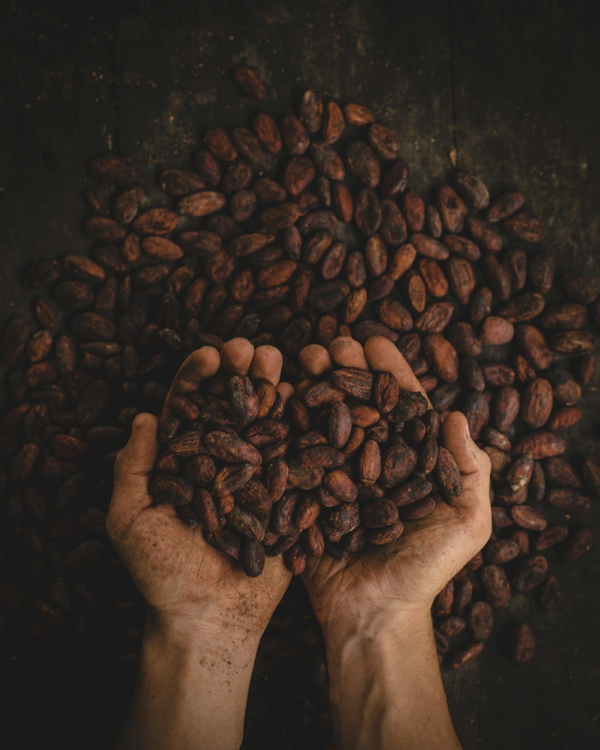 Hands holding raw cacao beans