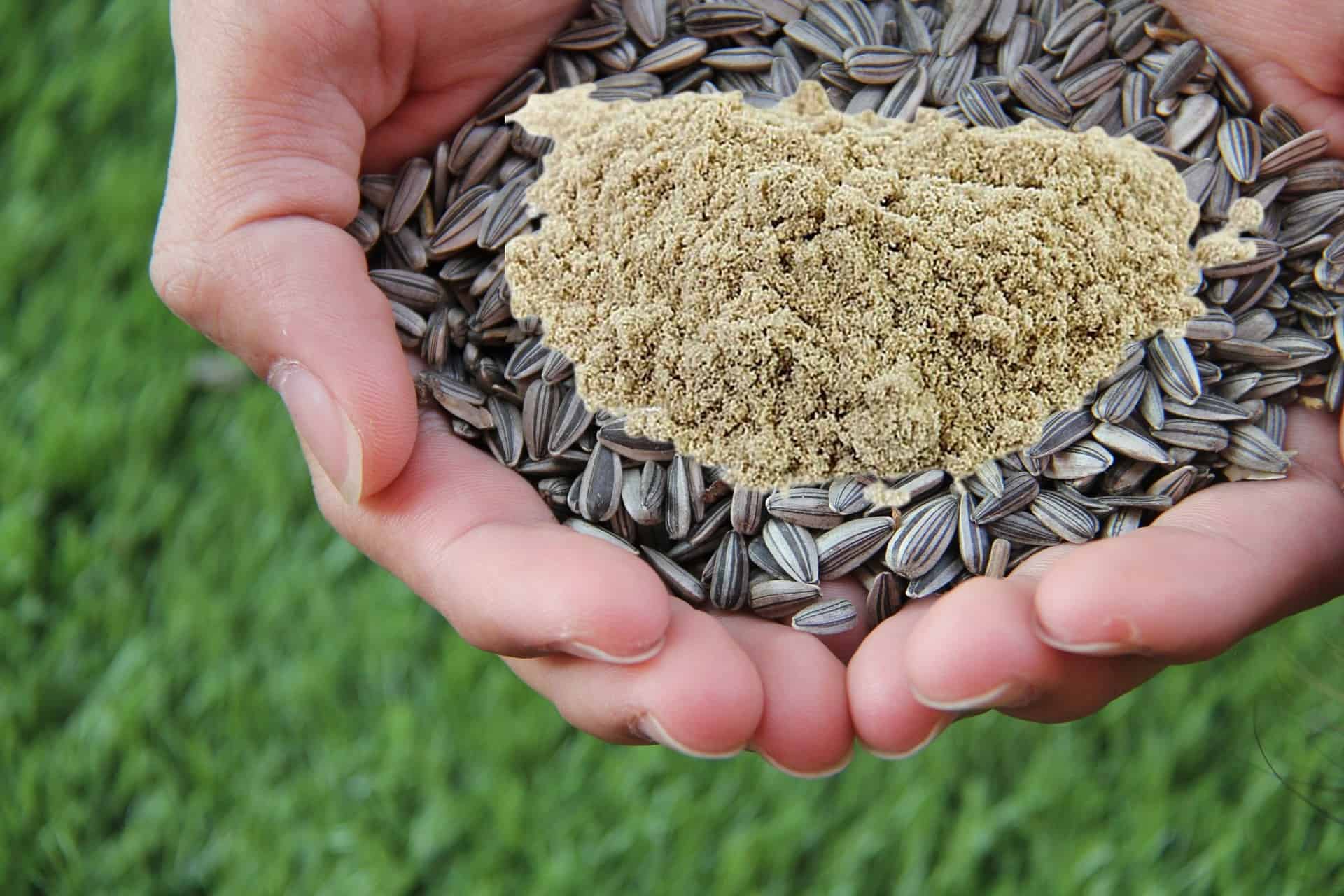 Sunflower Seed Protein supplier Sunflower Seed Protein supplier